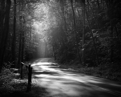 Picture of TREMONT ROAD, SMOKY MOUNTAINS