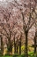 Picture of CHERRIES IN BLOOM