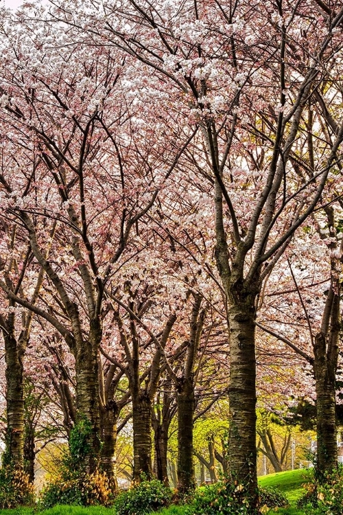 Picture of CHERRIES IN BLOOM