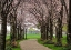 Picture of CHERRY BLOSSOM PATH