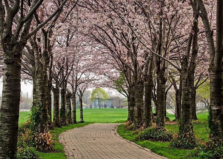 Picture of CHERRY BLOSSOM PATH