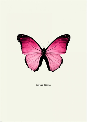 Picture of PINK BUTTERFLY