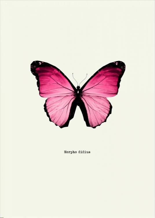 Picture of PINK BUTTERFLY