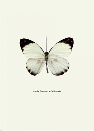 Picture of WHITE BUTTERFLY