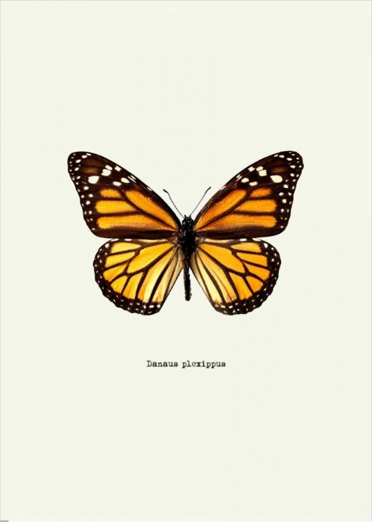 Picture of YELLOW BUTTERFLY