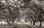 Picture of CANOPY