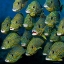 Picture of SHOAL OF GRUNTS