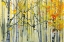 Picture of AUTUMN BIRCHES