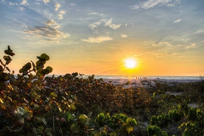 Picture of SEA GRAPES AT SUNSET