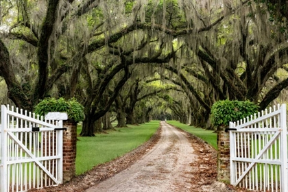 Picture of PLANTATION ROAD