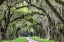 Picture of THE OLD SOUTH