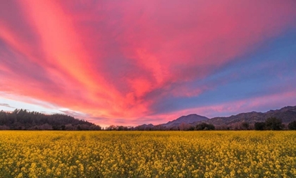 Picture of SPRING SUNSET NAPA VALLEY