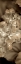 Picture of FLORISON - 90