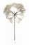 Picture of GARDEN BLOOM - 11