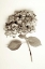Picture of GARDEN BLOOM - 2