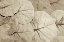 Picture of GARDEN BLOOM - 23
