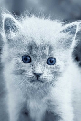 Picture of BLUE KITTY