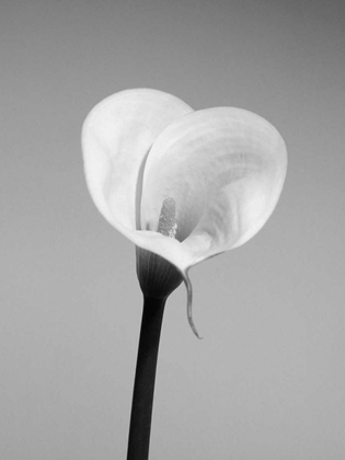 Picture of CALLA NO. 2