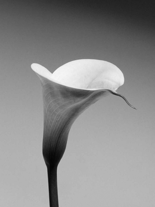 Picture of CALLA NO. 3