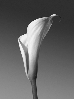 Picture of CALLA NO. 4