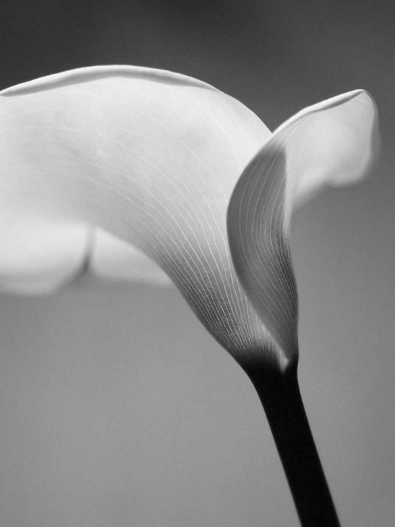 Picture of CALLA NO. 6