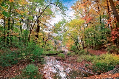 Picture of AUTUMN AT HOPKINS POND