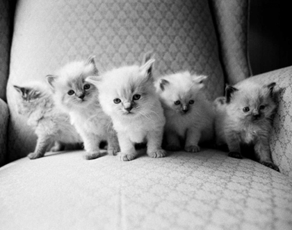 Picture of FIVE KITTENS