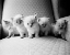 Picture of FIVE KITTENS