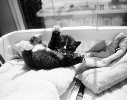 Picture of KITTEN LAUNDRY