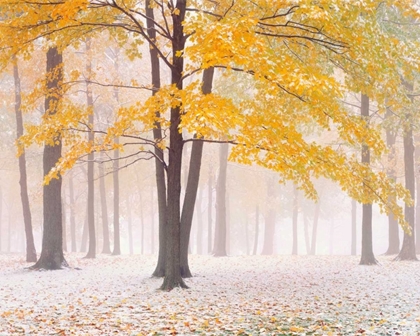 Picture of EARLY AUTUMN SNOW