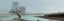 Picture of LAGOON OAK TREE