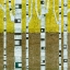 Picture of FALL BIRCHES