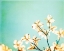 Picture of BLOSSOMS ADRIFT