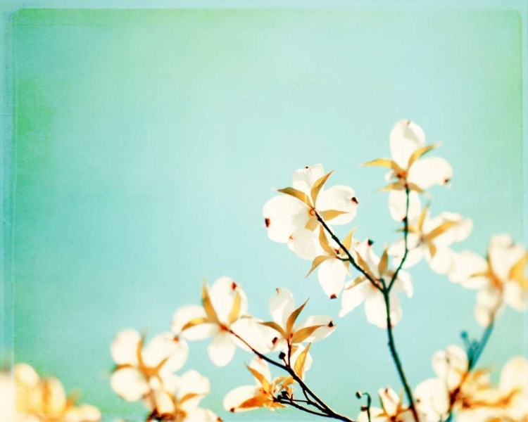 Picture of BLOSSOMS ADRIFT