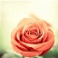 Picture of MY PERFECT ROSE