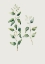 Picture of BOTANICAL I