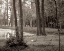 Picture of BANC DE JARDIN - 84