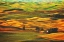 Picture of PALOUSE #22