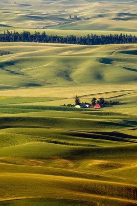 Picture of PALOUSE #27