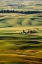 Picture of PALOUSE #27