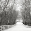 Picture of COUNTRY LANE IN WINTER