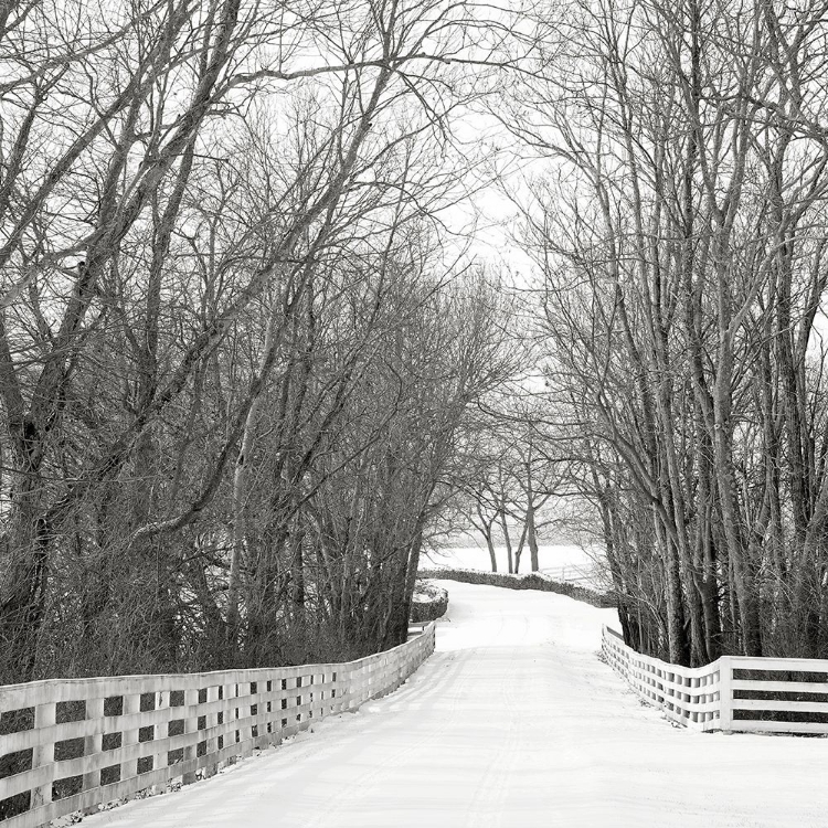 Picture of COUNTRY LANE IN WINTER
