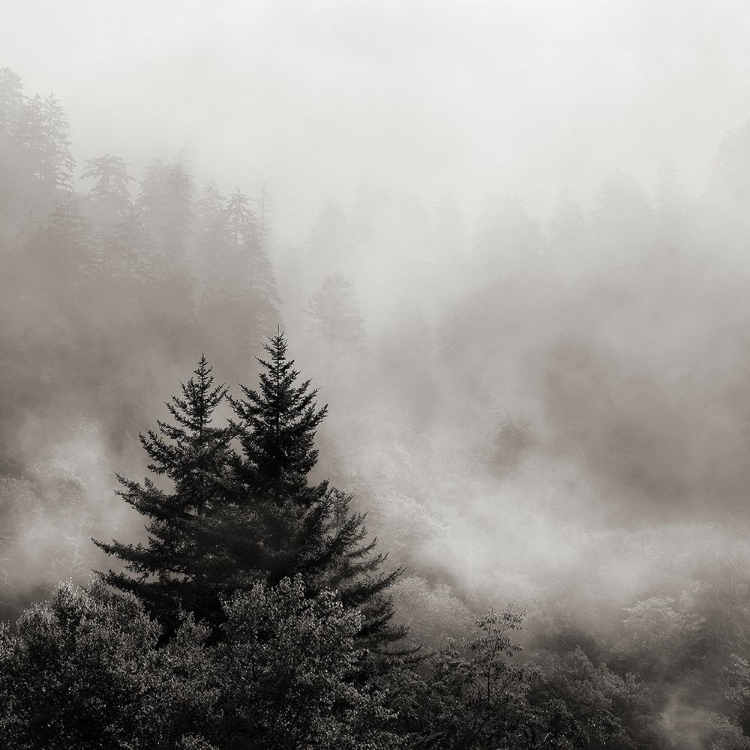 Picture of RISING MIST, SMOKY MOUNTAINS