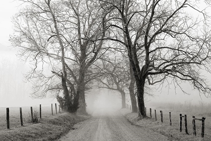 Picture of SPARKS LANE, LATE AUTUMN