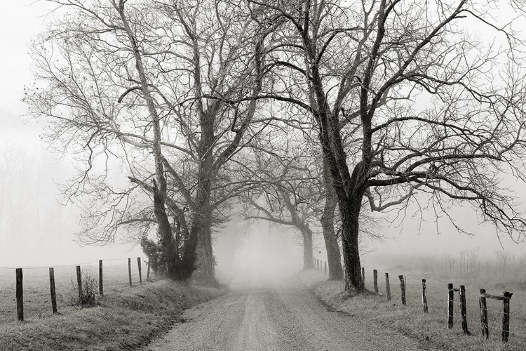 Picture of SPARKS LANE, LATE AUTUMN