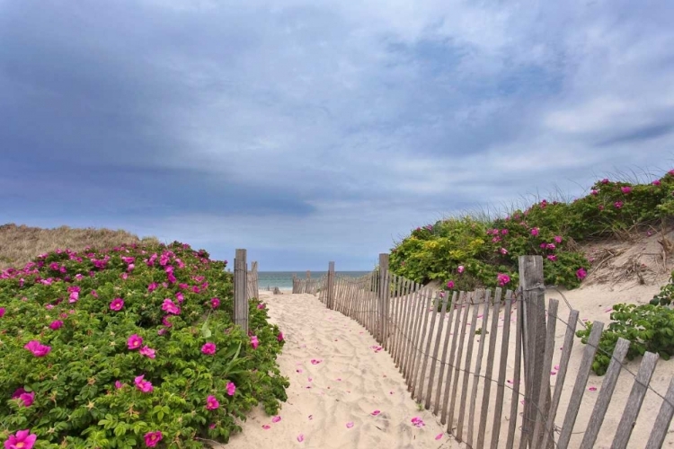 Picture of ROSE PATH