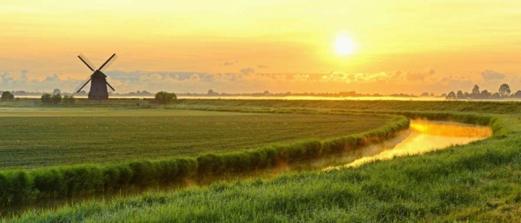 Picture of MORNING MEADOW