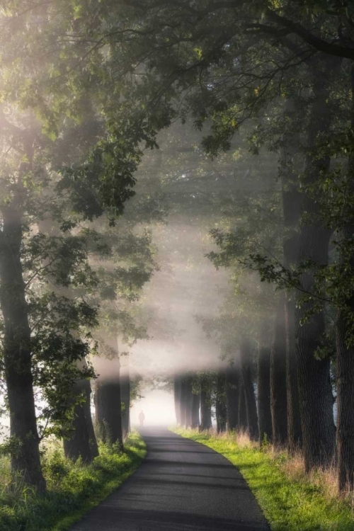 Picture of RAYS OF FOG