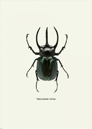 Picture of BEETLE BLACK