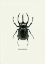 Picture of BEETLE BLACK